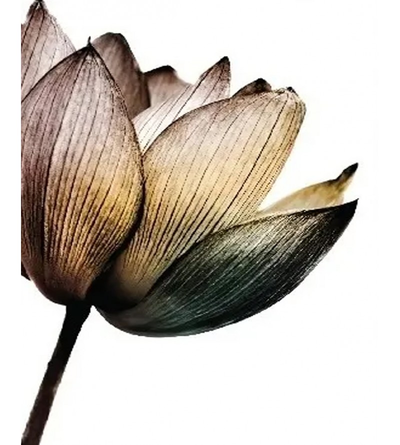 Kit Quadros de Flores