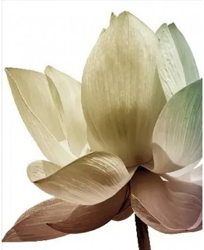 Kit Quadros de Flores