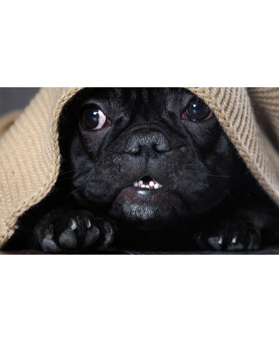 Painel Fotográfico Cachorinho na Coberta