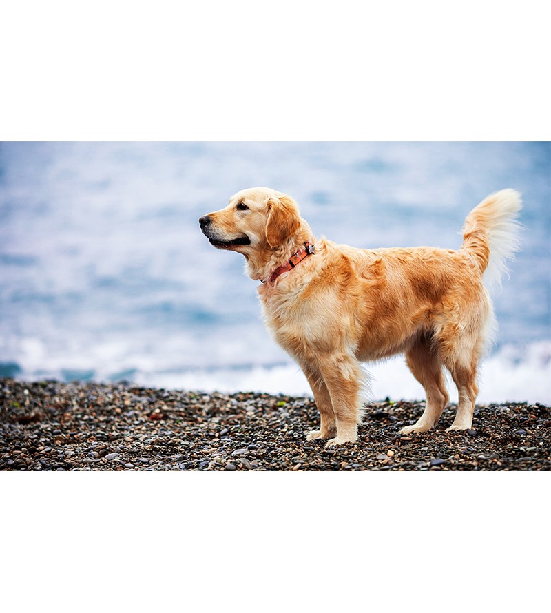 Painel Fotográfico Cachorro