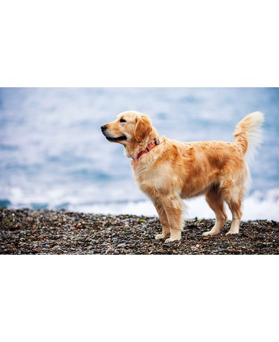 Painel Fotográfico Cachorro