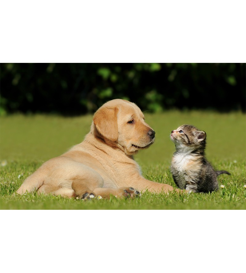Painel Fotográfico Cão e Gato