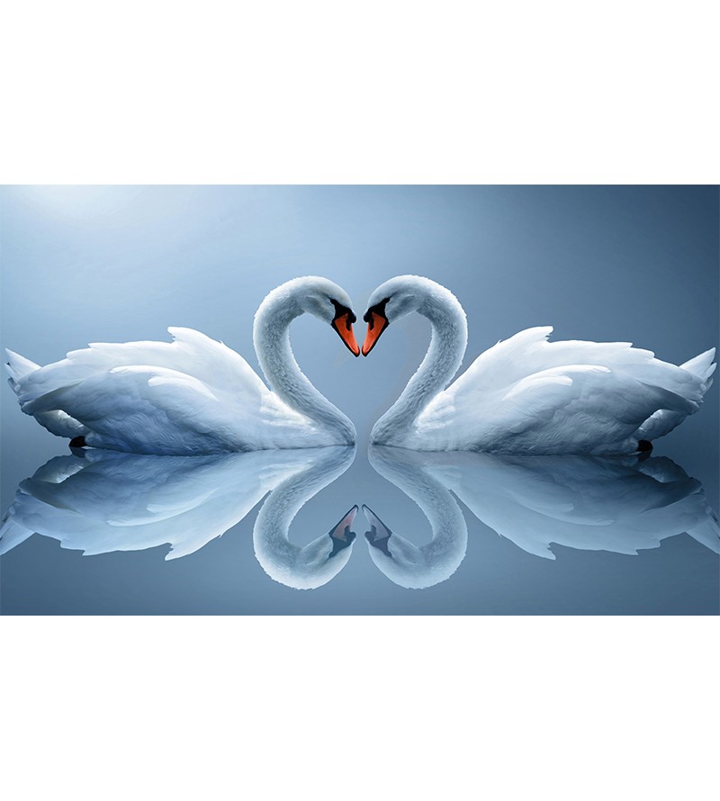Painel Fotográfico Cisne Coração
