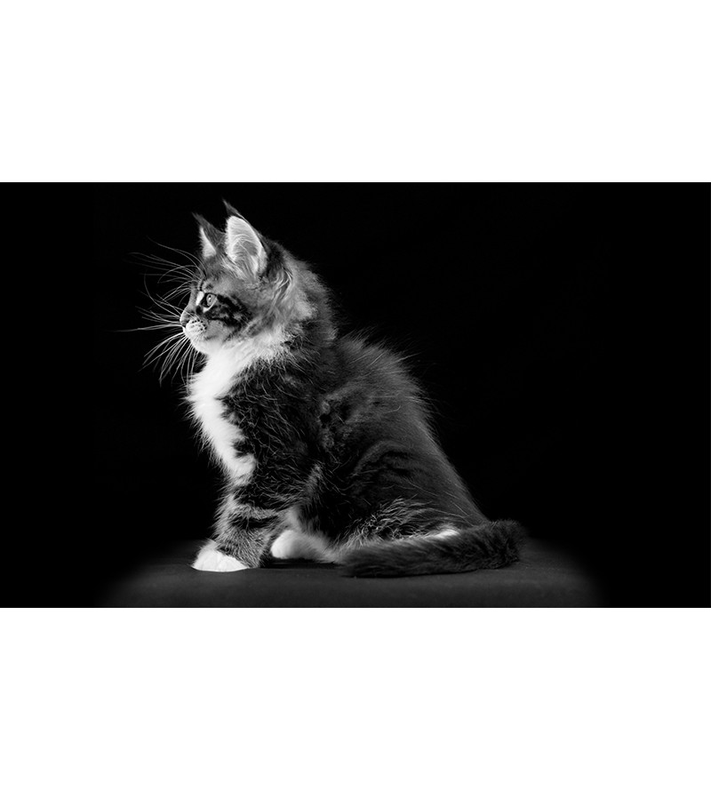 Painel Fotográfico Gatinho