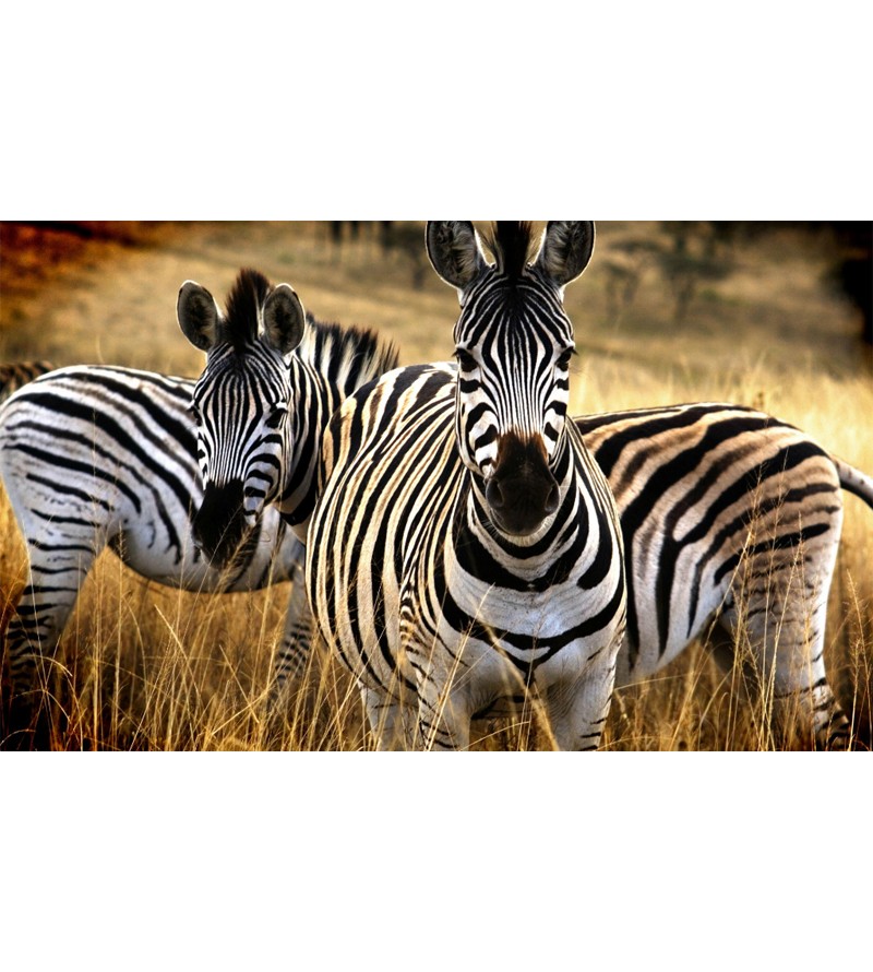 Painel Fotográfico Natureza Zebras