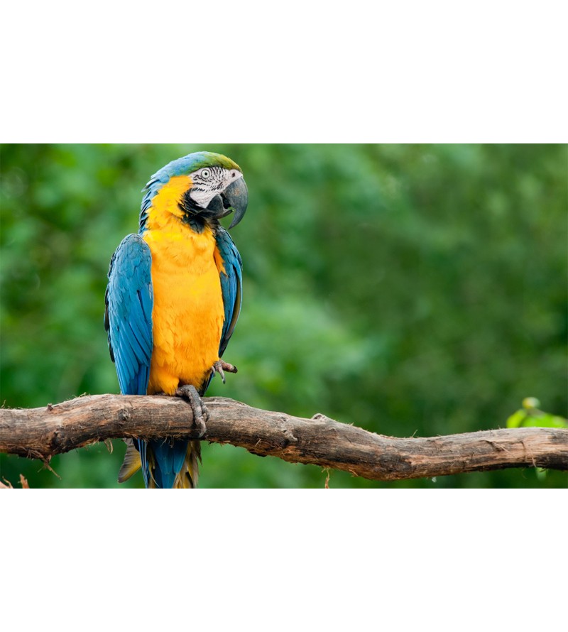 Painel Fotográfico Arara Azul