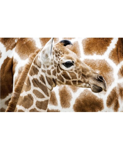 Painel Fotográfico Girafa