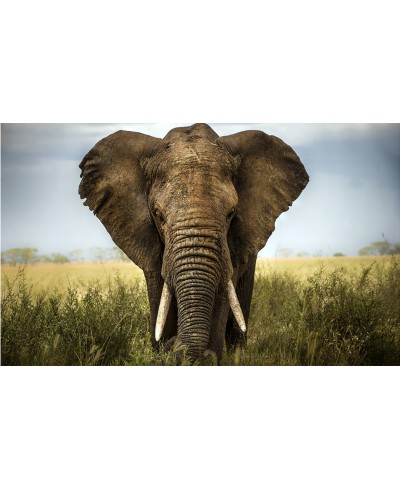 Painel Fotográfico Elefante