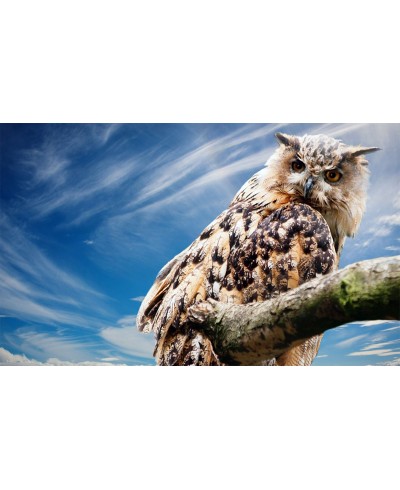 Painel Fotográfico Coruja