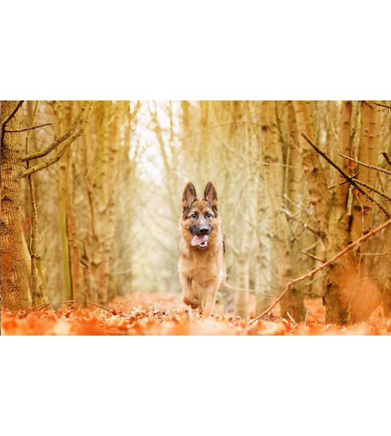 Painel Fotográfico Pastor Alemão