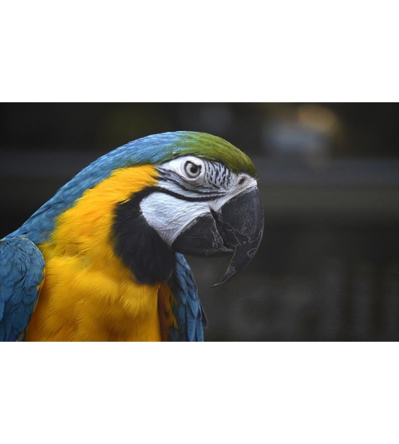 Painel Fotográfico Arara