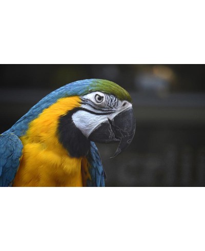 Painel Fotográfico Arara